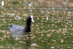 Spring Coot  _AGT061