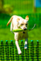 Yellow Labrador_6169