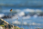 Stonechat by the coast - 3 of 3