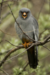 Red-footed Falcon  (m)