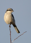 Great Grey Shrike 1