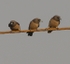 Ashy Wood Swallows