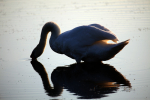 Resting swan _AGT047