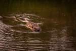 Wildlife portfolio