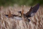 Bittern (Botaurus stellaris) landing