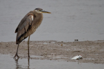 Great Blue Heron & Fish