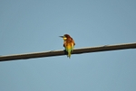 European Bee-eater