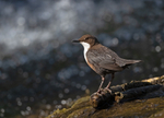 Dipper - Cinclus cincl...