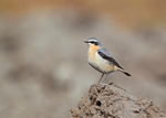 Wheatear - Oenanthe oenanthe
