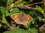 Meadow Brown