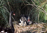 4 day old Black Swans at Dawlish 9
