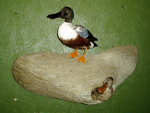 LEVI - SPOONBILLS