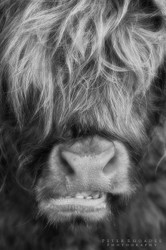 Highland Cow 09