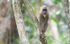 Female mandrill
