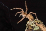 Running Spider
