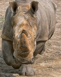 The Charging Rhino !