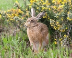 Brown Hare resting behind a gorse bush in Norfolk.