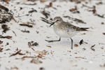 White-rumped Sandpiper steps forward, Volunteer Point, Falklands