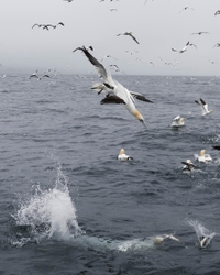 Gannets_0011