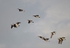 Barnacle Geese