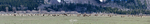 Elk Migration_Panorama3
