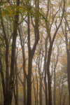 Autumn Mist