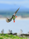 Atlantic Puffin manoeuvring in flight, Farne Islands