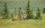 A bull caribou.