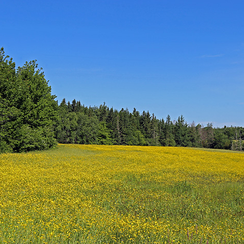 Buttercups illuminate a rural field.