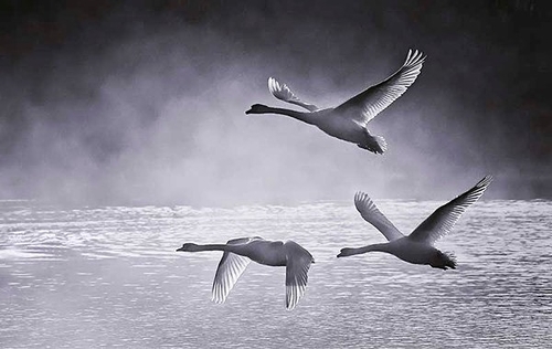 synchronised flying
