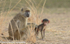 Mamma with her boisterous cub!