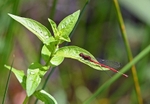 Large Red Damselfly