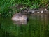 Eurasian Beaver