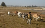 Senegal Fulani Village Fulani herdsman with cattle 2