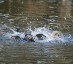 Mallards