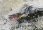 Leaping Salmon I