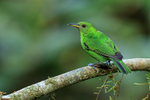 Green Honeycreeper (female) perched, Limon Province, Costa Rica