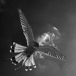 Kestrel Hovering