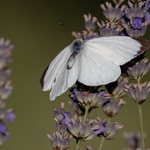 Large white (Pieris brassicae) ♂︎