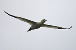 Gannet in flight over Neist Point, Skye