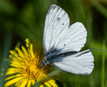 Green-Veined White
