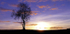 Lone Tree..
