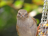 Dunnock