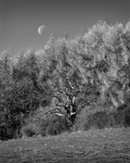 Day 16 - Moon - Last Quarter