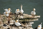 Gannets