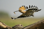 Hoopoe