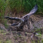 Bald Eagle (juvenile) chases off a Magpie