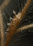 Lomanotus  marmoratus
