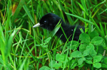 Water Rail Chick in long grass