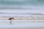 White-rumped Sandpiper walking along shore, Volunteer Point, Falklands